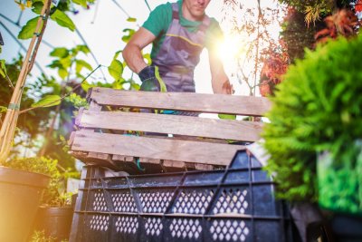 Greenhouse Spring Cleaning